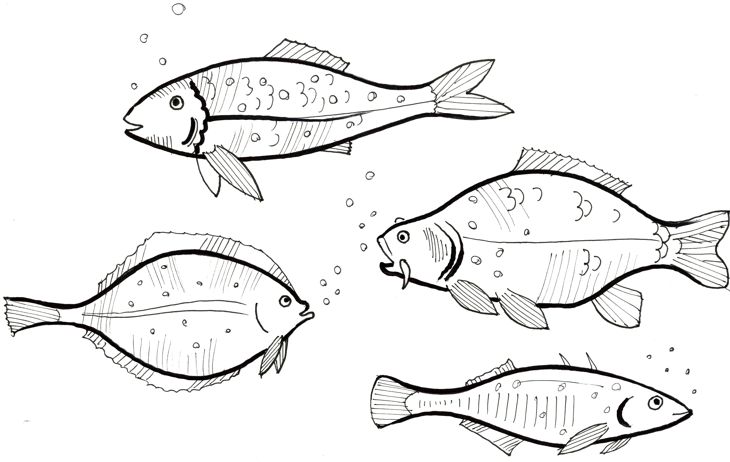 Stiftzeichnung Fische.